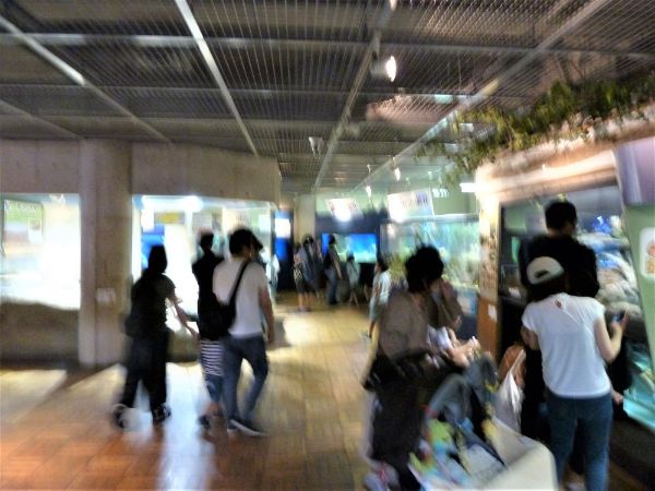 観察展示室の様子