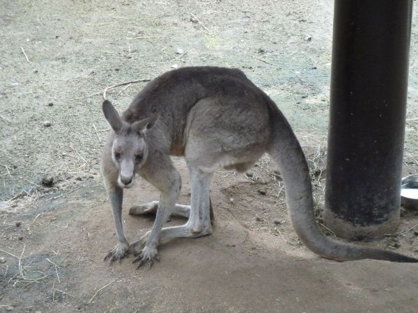 カンガルー(アップ)