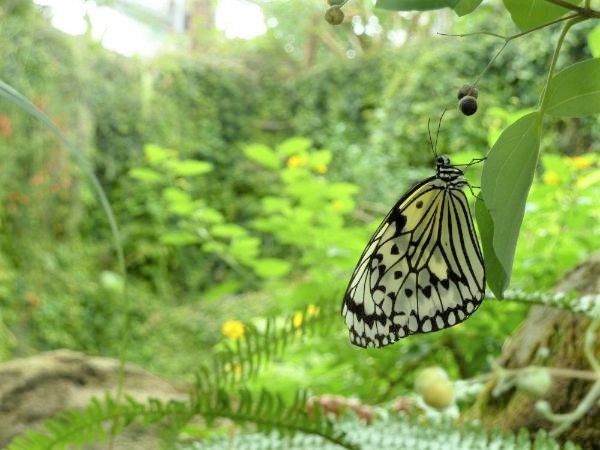 「蝶が舞う大温室」の蝶