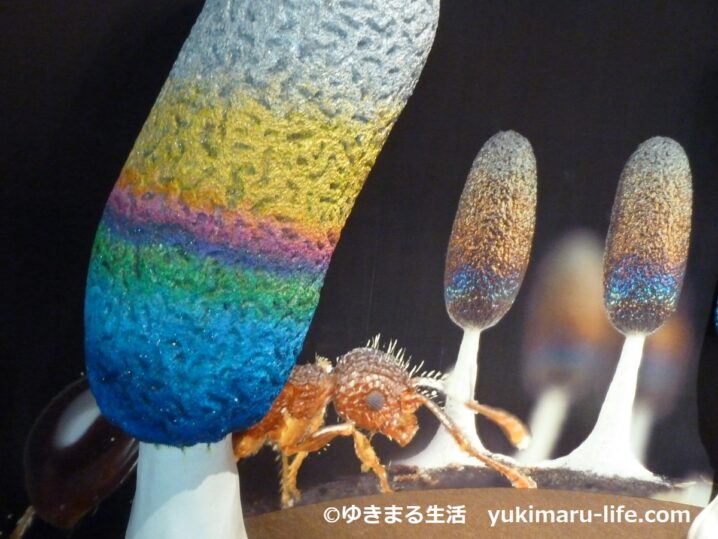 茨城県自然博物館 第71回企画展 キモかわいい変形菌 でアメーバ遊び ゆきまる生活