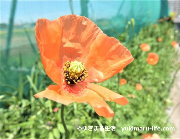 ナガミヒナゲシの花