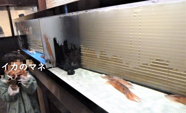活イカの水槽