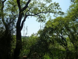 ibaraki-nature