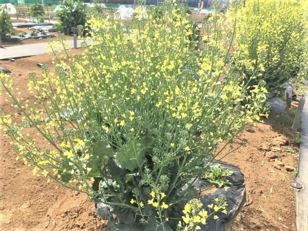 シェア畑が花畑 残った野菜の花が咲く レンタル農園の春 ゆきまる生活