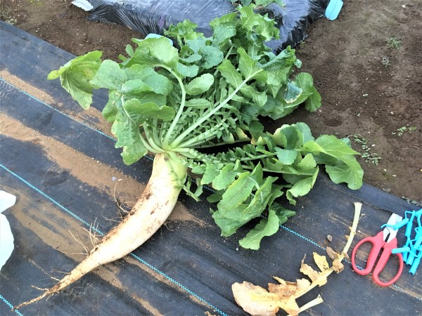 シェア畑ブログ 冬野菜の収穫を楽しむ 大根とカブの成長 ゆきまる生活