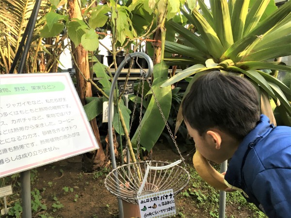 つくば植物園 筑波実験植物園 を楽しむ 食育もできて充実 温室 室内編 ゆきまる生活