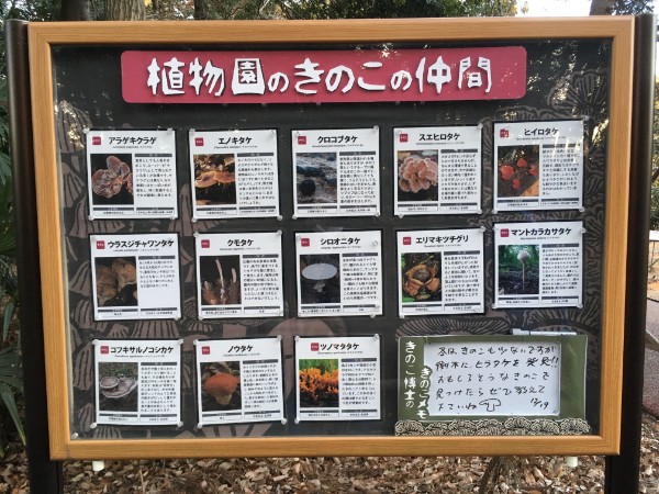 つくば植物園 筑波実験植物園 を満喫 絶滅危惧種も見れる充実度 野外編 ゆきまる生活