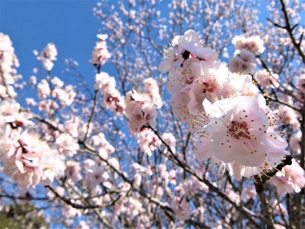 つくば植物園 筑波実験植物園 早春のみごろ まもなく桜 ソメイヨシノ が満開です ゆきまる生活