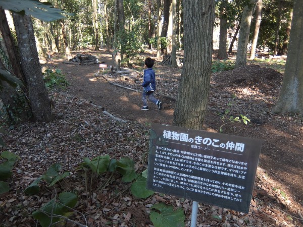 つくば植物園 筑波実験植物園 早春のみごろ まもなく桜 ソメイヨシノ が満開です ゆきまる生活